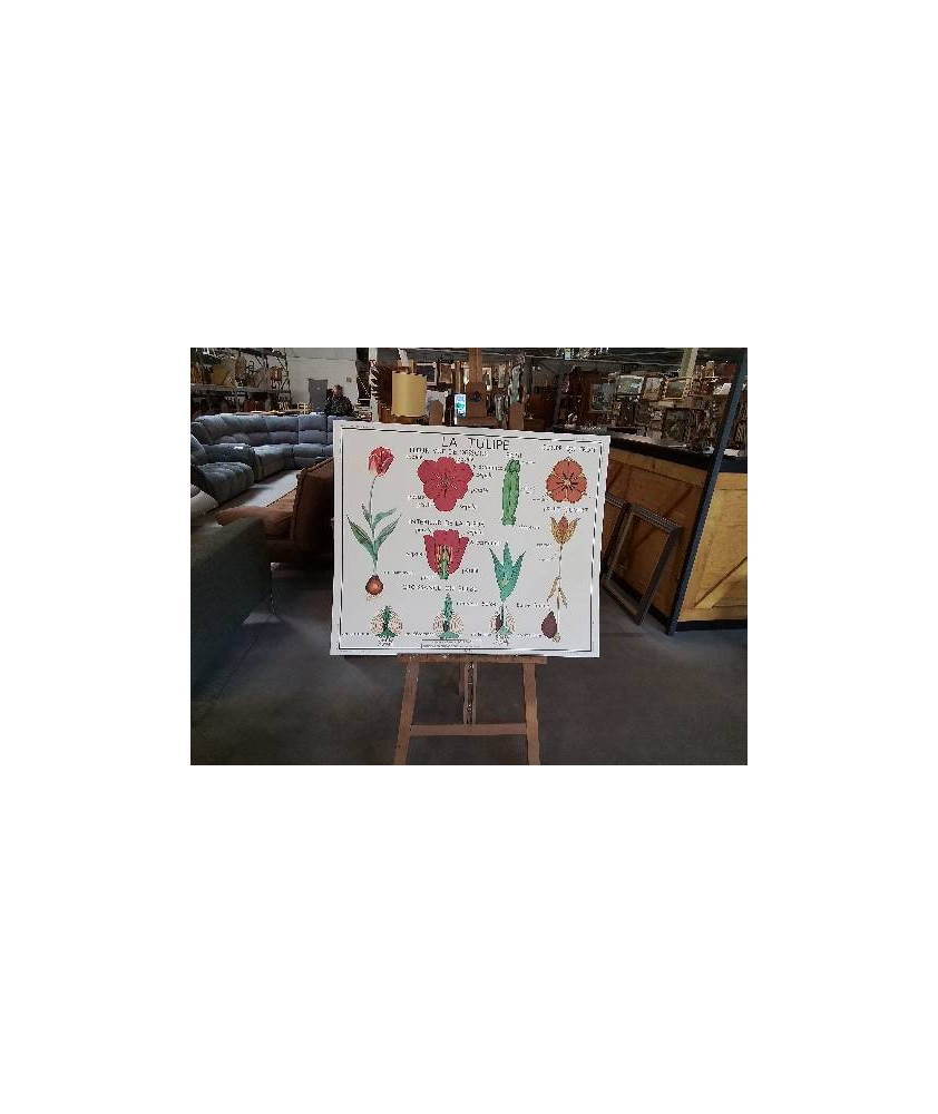 TABLEAUX DE SCIENCES ROSSIGNOL LA TULIPE LE BOUTON D OR 1314