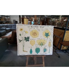 TABLEAUX DE SCIENCES ROSSIGNOL LA TULIPE LE BOUTON D OR 1314