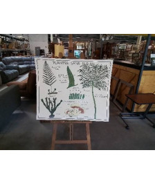 TABLEAUX DE SCIENCES ROSSIGNOL PLANTES SANS FLEURS CLASSIFICATION VÉGÉTAUX 1112