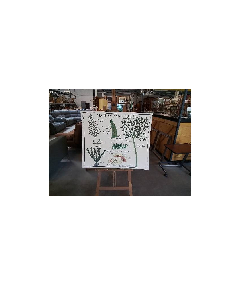TABLEAUX DE SCIENCES ROSSIGNOL PLANTES SANS FLEURS CLASSIFICATION VÉGÉTAUX 1112
