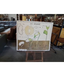 TABLEAUX DE SCIENCES ROSSIGNOL LES FRUITS LA GRAINE 910