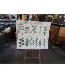 TABLEAUX DE SCIENCES ROSSIGNOL DISPOSITION DES FEUILLES LES FRUITS 78