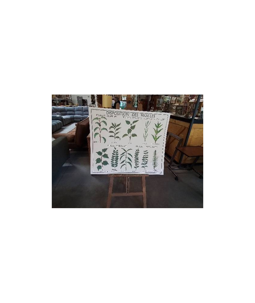 TABLEAUX DE SCIENCES ROSSIGNOL DISPOSITION DES FEUILLES LES FRUITS 78