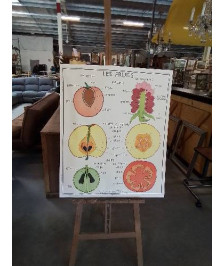 TABLEAUX DE SCIENCES ROSSIGNOL DISPOSITION DES FEUILLES LES FRUITS 78