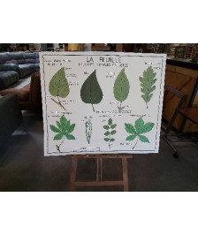 TABLEAUX DE SCIENCES ROSSIGNOL LES TIGES LA FEUILLE 56