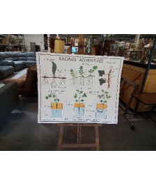TABLEAUX DE SCIENCES ROSSIGNOL RACINES ADVENTIVES LES TIGES 34
