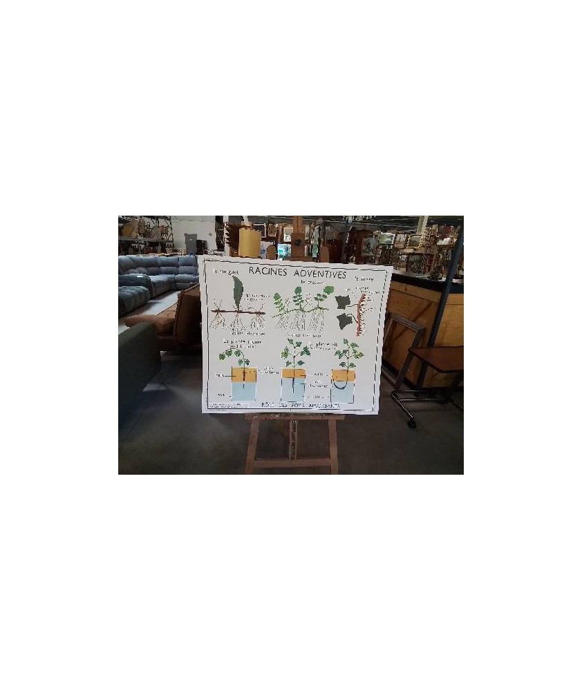 TABLEAUX DE SCIENCES ROSSIGNOL RACINES ADVENTIVES LES TIGES 34