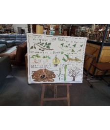 TABLEAUX DE SCIENCES ROSSIGNOL RACINES ADVENTIVES LES TIGES 34