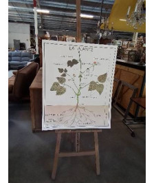 TABLEAUX DE SCIENCES ROSSIGNOL LA PLANTE LES RACINES 12