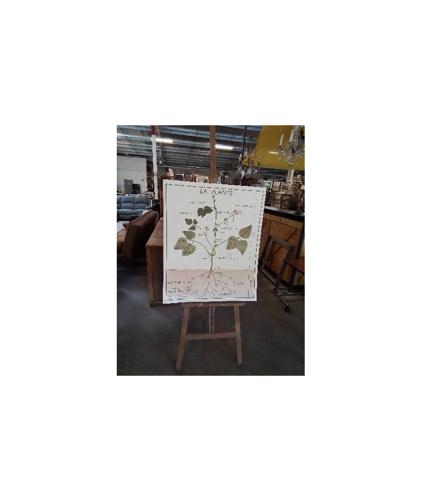 TABLEAUX DE SCIENCES ROSSIGNOL LA PLANTE LES RACINES 12