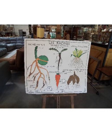 TABLEAUX DE SCIENCES ROSSIGNOL LA PLANTE LES RACINES 12