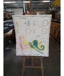 TABLEAUX DE SCIENCES ROSSIGNOL LA VISION L OREILLE L ALCOOLISME 2122