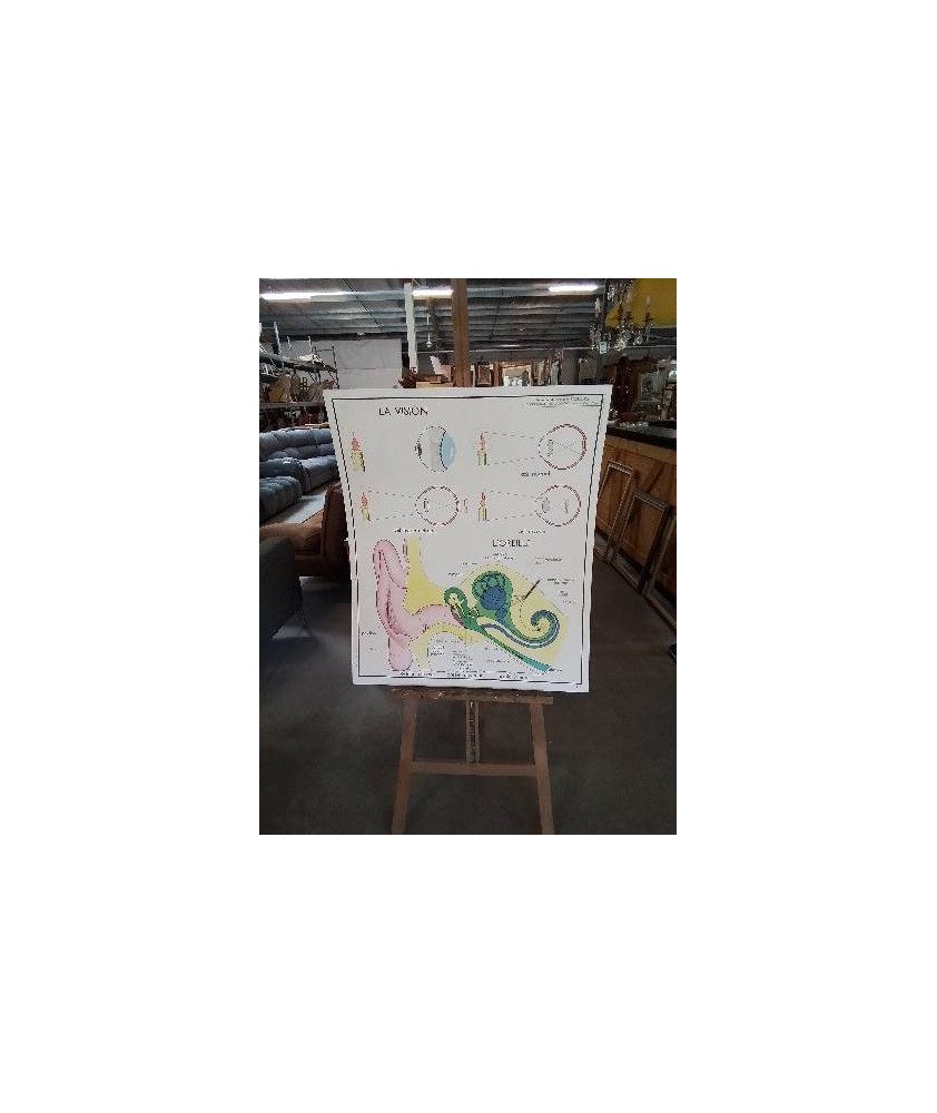 TABLEAUX DE SCIENCES ROSSIGNOL LA VISION L OREILLE L ALCOOLISME 2122