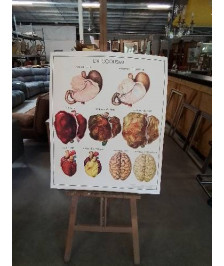 TABLEAUX DE SCIENCES ROSSIGNOL LA VISION L OREILLE L ALCOOLISME 2122