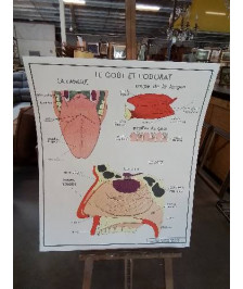 TABLEAUX DE SCIENCES ROSSIGNOL L OEIL LE GOUT ET L ODORAT 1920