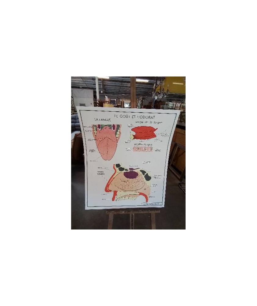 TABLEAUX DE SCIENCES ROSSIGNOL L OEIL LE GOUT ET L ODORAT 1920