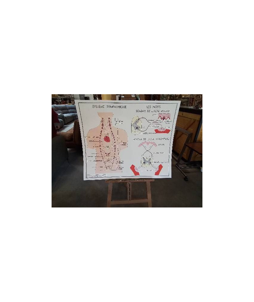 TABLEAUX DE SCIENCES ROSSIGNOL SYSTÈME SYMPATHIQUE LA PEAU LE TOUCHER 1718