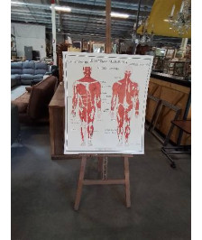 TABLEAUX DE SCIENCES ROSSIGNOL LE SYSTÈME MUSCULAIRE LE SYSTÈME NERVEUX 1516