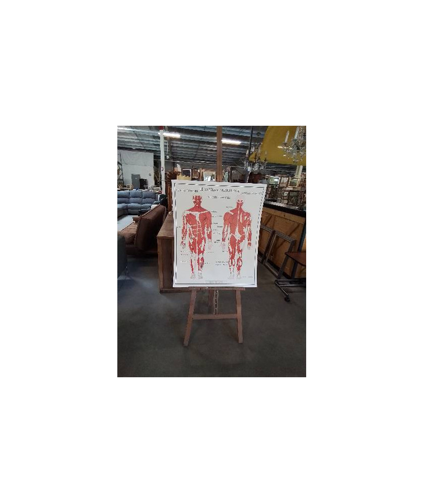 TABLEAUX DE SCIENCES ROSSIGNOL LE SYSTÈME MUSCULAIRE LE SYSTÈME NERVEUX 1516