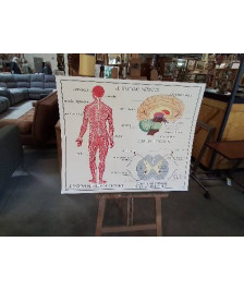 TABLEAUX DE SCIENCES ROSSIGNOL LE SYSTÈME MUSCULAIRE LE SYSTÈME NERVEUX 1516