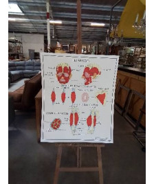 TABLEAUX DE SCIENCES ROSSIGNOL HYGIÈNE DU SQUELETTE LES MUSCLES 1314