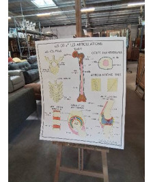 TABLEAUX DE SCIENCES ROSSIGNOL LES OS ET LES ARTICULATIONS