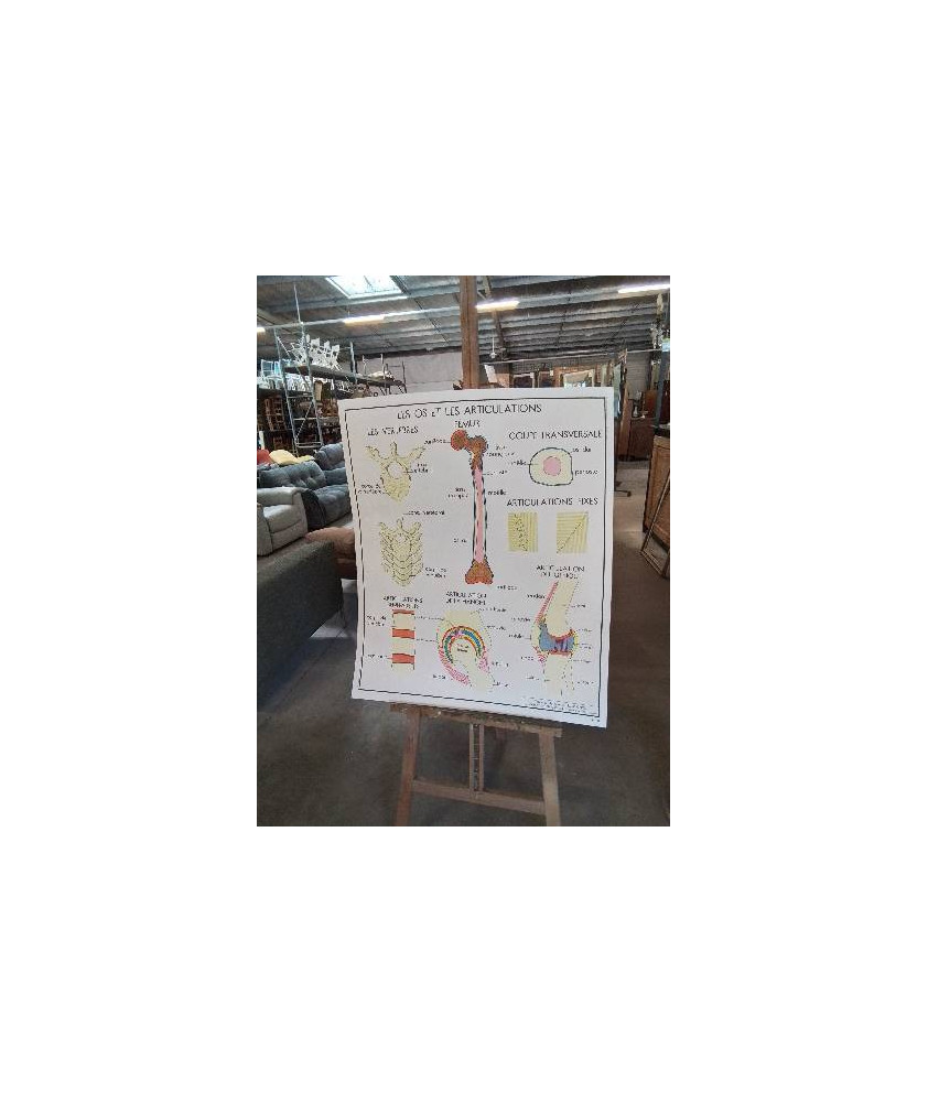 TABLEAUX DE SCIENCES ROSSIGNOL LES OS ET LES ARTICULATIONS