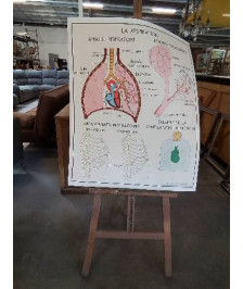 TABLEAUX DE SCIENCES ROSSIGNOL LES ECHANGES GAZEUX LA TUBERCULOSE LA RESPIRATION 78