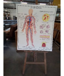 TABLEAUX DE SCIENCES ROSSIGNOL LA CIRCULATION LE COEUR 56