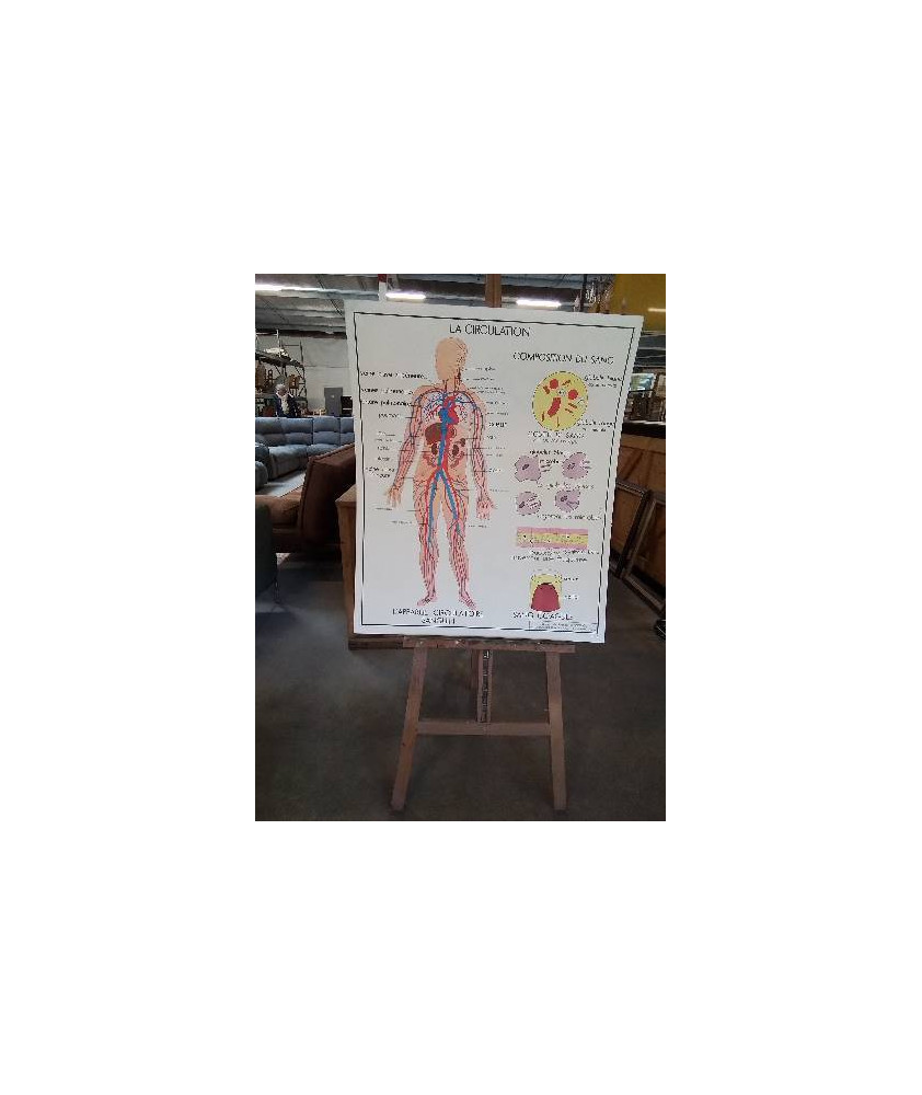 TABLEAUX DE SCIENCES ROSSIGNOL LA CIRCULATION LE COEUR 56