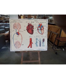 TABLEAUX DE SCIENCES ROSSIGNOL LA CIRCULATION LE COEUR 56