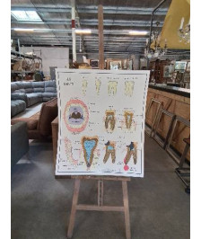TABLEAUX DE SCIENCES ROSSIGNOL LES DENTS LA DIGESTION 34