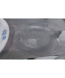 PLAT GM POISSON VERRE 