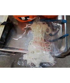 DECO HALLOWEEN SQUELETTE 