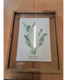 TABLEAU MUSA BECCARII CADRE BOIS CLAIR