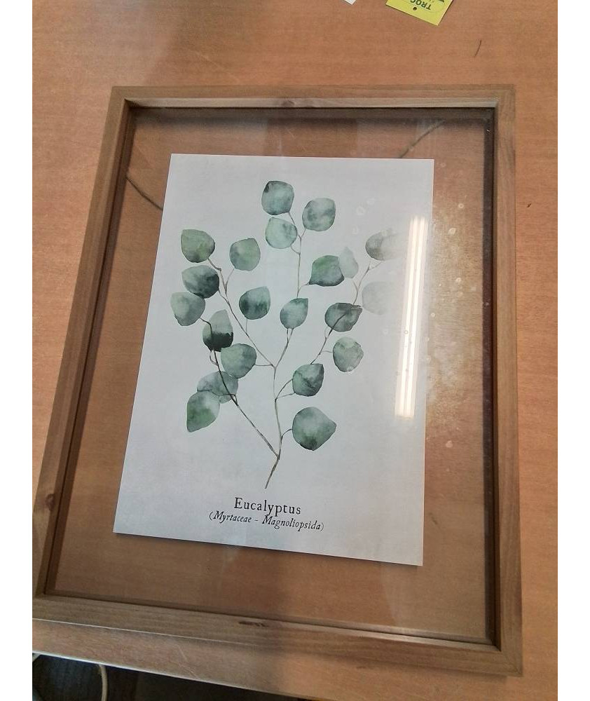 TABLEAU EUCALYPTUS CADRE BOIS CLAIR