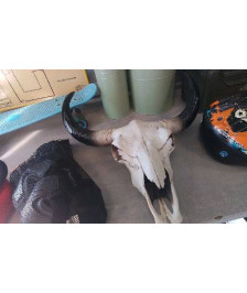 DECO TETE BUFFLE - EN L’ETAT 