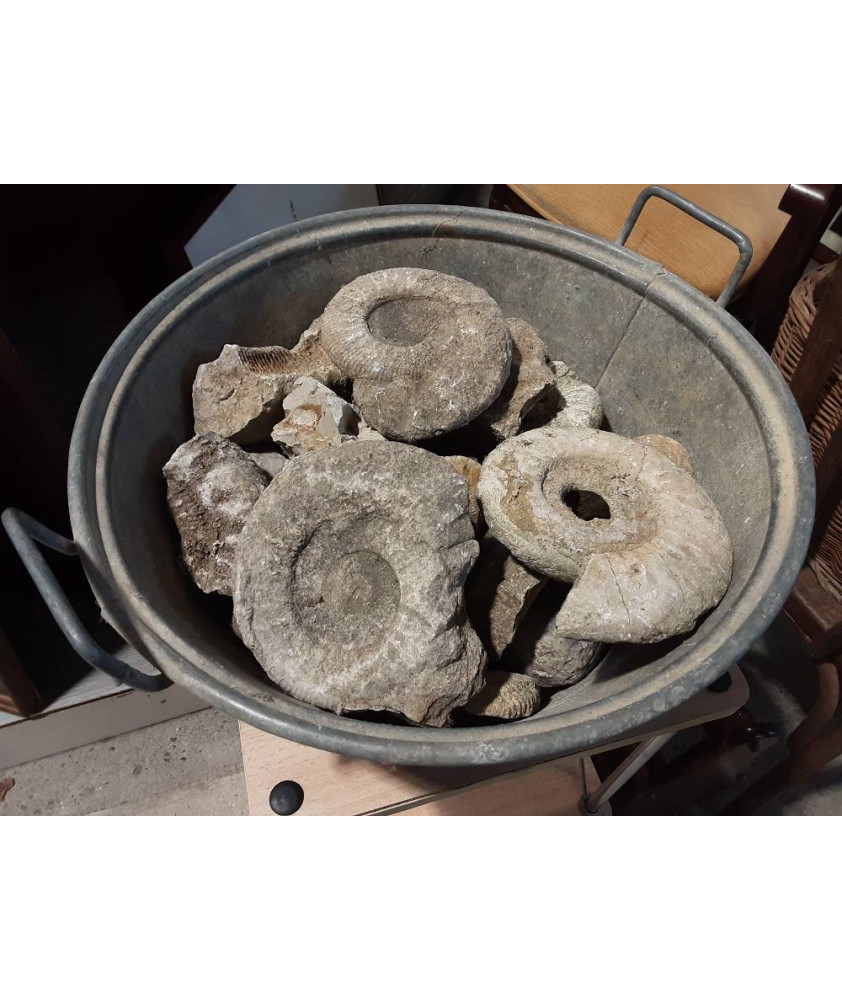 FOSSILES DIVERS LE LOT