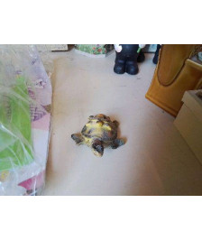DECO TORTUE