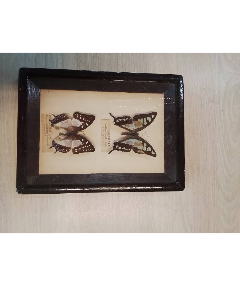 CADRE PAPILLON
