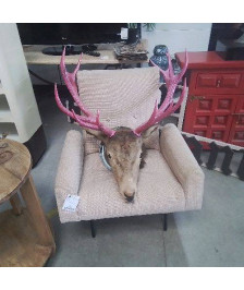 TETE DE CERF BOIS ROSE 
