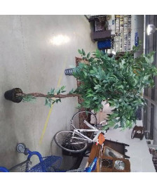 PLANTE ARTIFICIELLE MM VALEUR NEUVE 69,99 €
