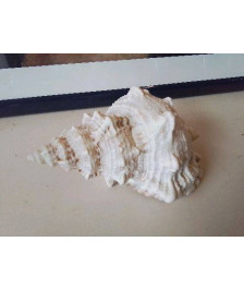 COQUILLAGE 