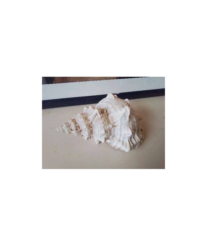 COQUILLAGE 