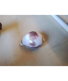 COQUILLAGE 