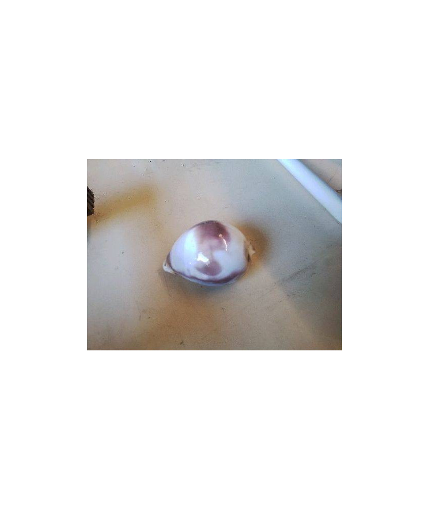 COQUILLAGE 